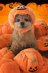 Pet Hat Halloween Funny Pumpkin Hat Cute Pet Animal Costume