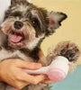 Easy Clean Nylon Pet Paw Brush Gentle Grooming And Massage Tool For Dogs And Cats Pet Grooming Supplies